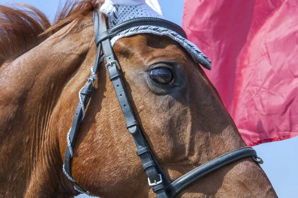 Competing horse eye on the background of the flag