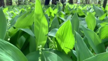 Çiçeklerin açtığı vadi çiçekleri yakında.