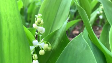 Vadide yetişmiş zambak küçük beyaz çiçekler makro