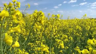 bahar rüzgarı esiyor parlak sarı çiçek açan tecavüz çiçekleri