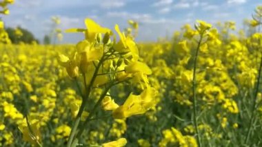 Sarı çayırlarda dallı narin tecavüz çiçekleri yetişir.