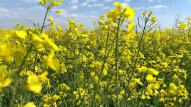 Hafif rüzgar sallanıyor Güzel tecavüz sarı çiçekler