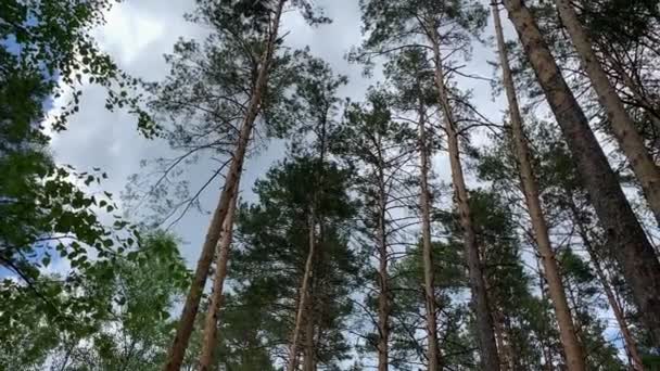Tűlevelű erdő magas fatörzsekkel és hosszú ágakkal — Stock videók