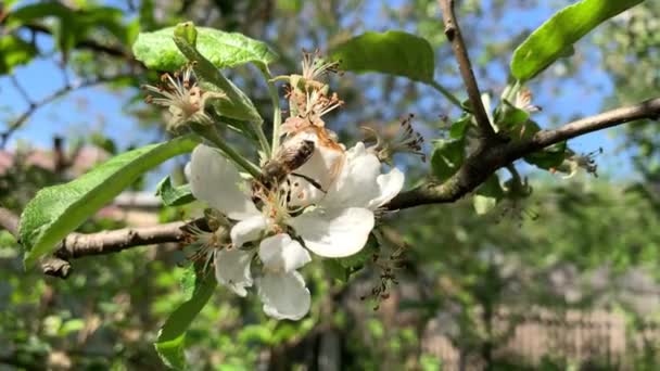 L'ape si siede su fiore di melo su primo piano di ramo sottile — Video Stock