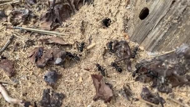 Черные муравьи активно бегают вдоль опилок и сухих листьев макро — стоковое видео