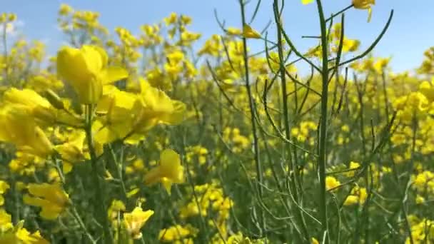 Light spring wind waves yellow tender rape flowers macro — Stock Video