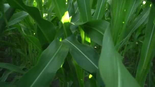 Movimento através de plantas de milho que crescem no campo em terras agrícolas — Vídeo de Stock
