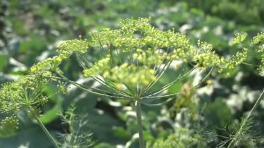 Dill inflorescence güneş ışığında mutfak bahçesinde yetişir.