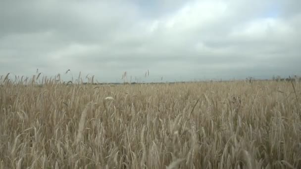 Trigo maduro acenando no vento no largo campo contra o céu nublado — Vídeo de Stock