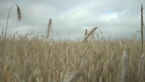 雲と空に向かって風に揺れる小麦の耳 — ストック動画