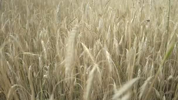Weizen weht bei leichtem Wind auf großem Feld auf Ackerland — Stockvideo