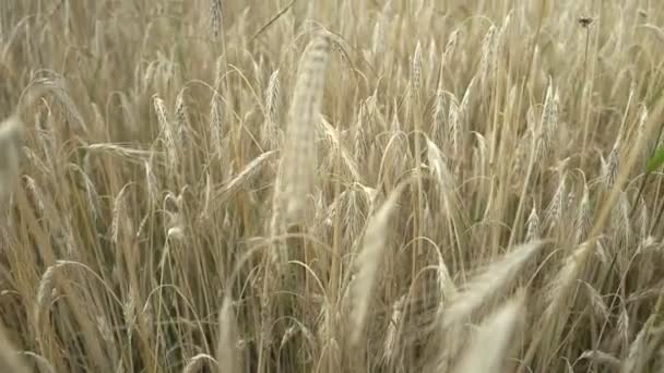 田舎の閉鎖で乾燥した小穂を持つ黄金の小麦畑 — ストック動画