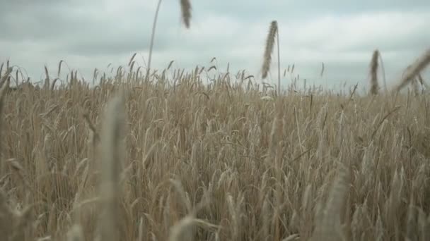 Пшеничне поле з сухими шматочками пшениці в сільській місцевості в неприємний день — стокове відео