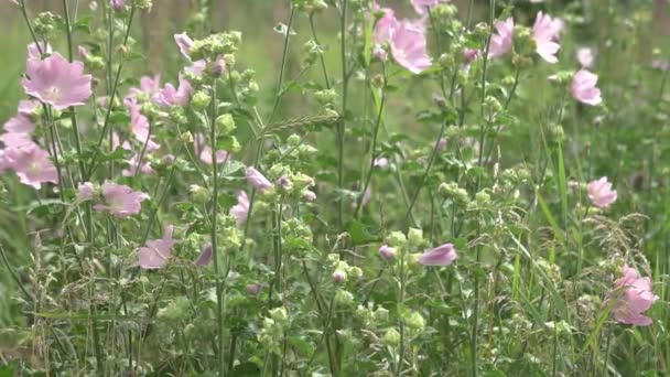 Färska rosa malva blommor vÃ ¤xer pÃ ¥stor äng pÃ ¥sommaren — Stockvideo