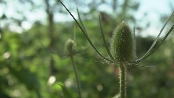 Bulanık arkaplanda Bokeh ile yabani çaydanlık çiçeği — Stok video