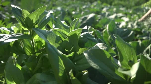 Gröna zinnia växter växer på fältet mot arbetande kvinna — Stockvideo