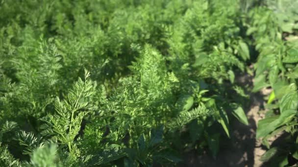 Hojas de zanahorias ondeadas por el viento creciendo en huerta — Vídeo de stock