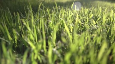 Sonbahar günü parlak güneş ışığında çimen yetiştiren çayır.