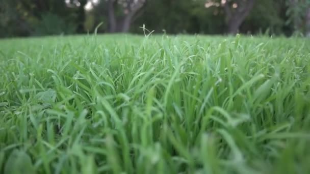 Prato verde fresco con erba nel parco cittadino vista da vicino — Video Stock