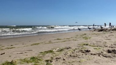 Sarı kumsaldaki vahşi martılar dalgalanan deniz dalgalarına karşı