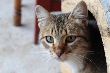 Kedi kafası bir uyku yerden gösterdi