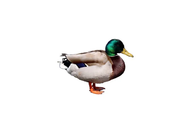 Male Duck Isolated White Background — Stock Photo, Image