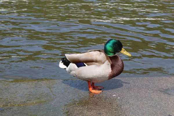 Male Duck Sitting Shore River — Stock Photo, Image
