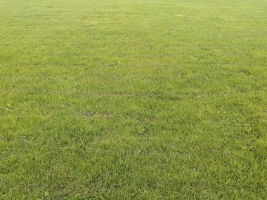 Bir binanın önünde yeşil alan