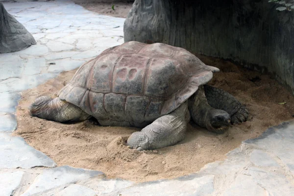 Grote Tortoise Slapen Dierentuin — Stockfoto