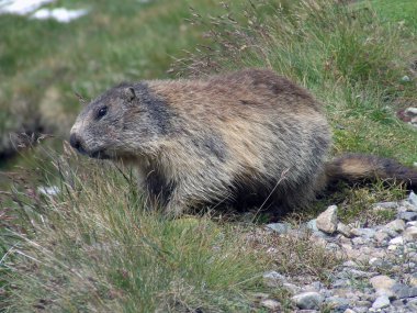 Alpes çim ve küçük taşlar arasında Marmot