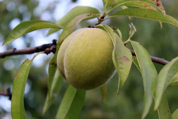 Onrijpe Perzik Een Perzikboom — Stockfoto