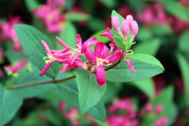 Bir parkta pembe çiçekler yakın