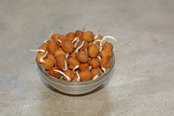 Bengal gram or black chickpeas sprouts on a bowl with gray background.