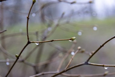 su damlaları ile ağacının dalını
