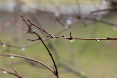 su damlaları ile ağacının dalını