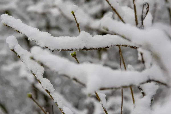 Frozen Branches Snow — Stock Photo, Image