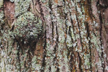 Ağaç kabuğu moss doku ile