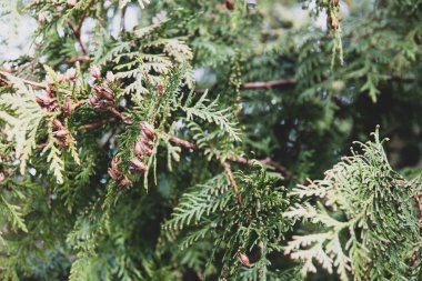 ağaç dalı koniler ile