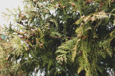 ağaç dalı koniler ile