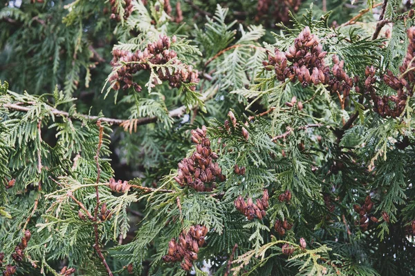 Ramo Árvore Com Cones — Fotografia de Stock