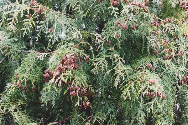 Ramo Albero Con Coni — Foto Stock