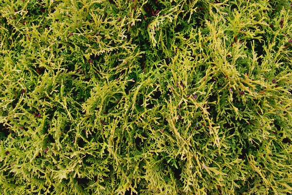 Зеленая Текстура Фона Растения — стоковое фото