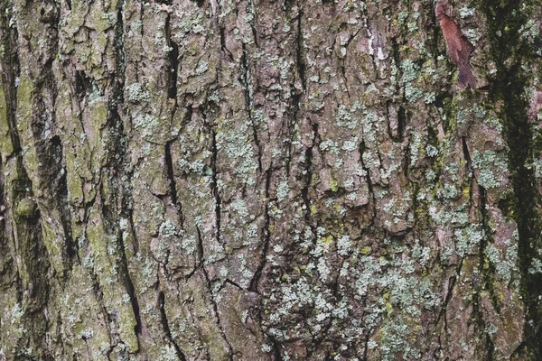 Мох Корі Дерева — стокове фото
