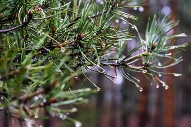 damla su yeşil çam dalı