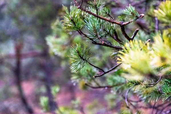 Borové Větve Stromu — Stock fotografie