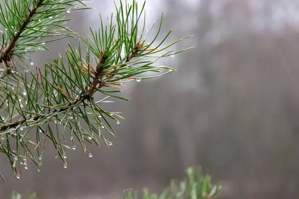 Branche Pin Arbre — Photo