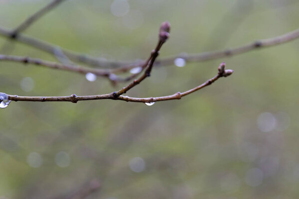 drop of water in branch