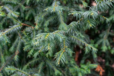 yeşil çam ağacı dalı