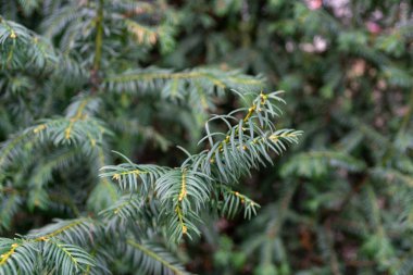 yeşil çam ağacı dalı