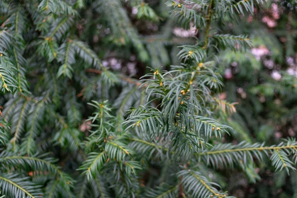 Ramo Pino Verde — Foto Stock